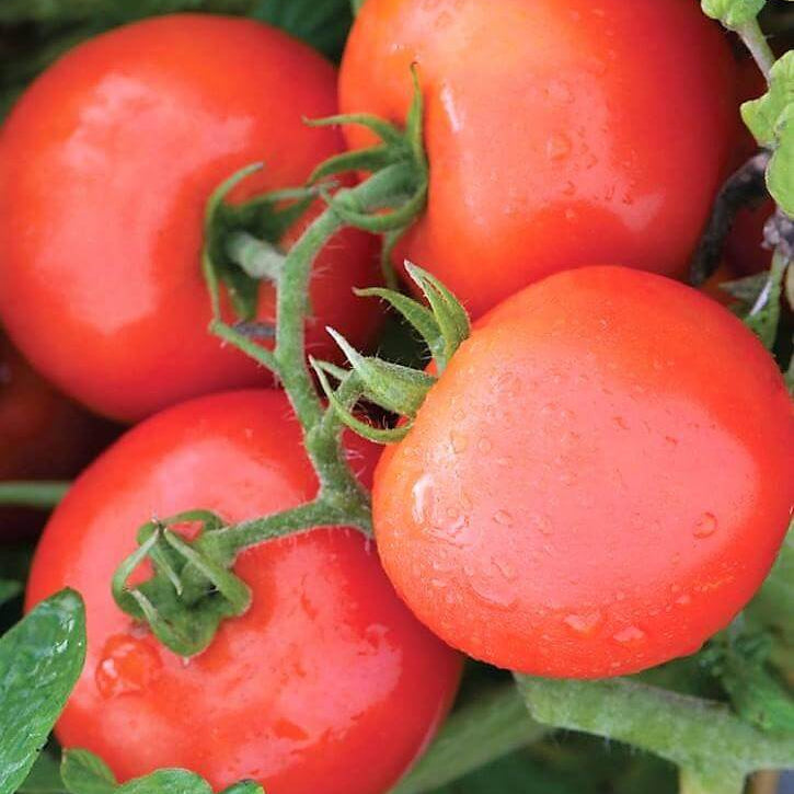 Jet Star Tomato Seeds - Vegetable Plant