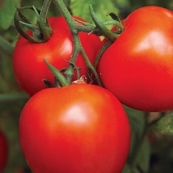 Jet Star Tomato Seeds For Sale
