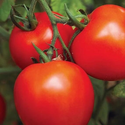Jet Star Tomato Seeds For Sale