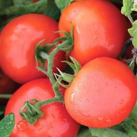 Jet Star Tomato Seeds For Sale