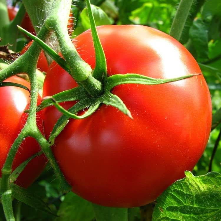 Jet Star Tomato Seeds For Sale