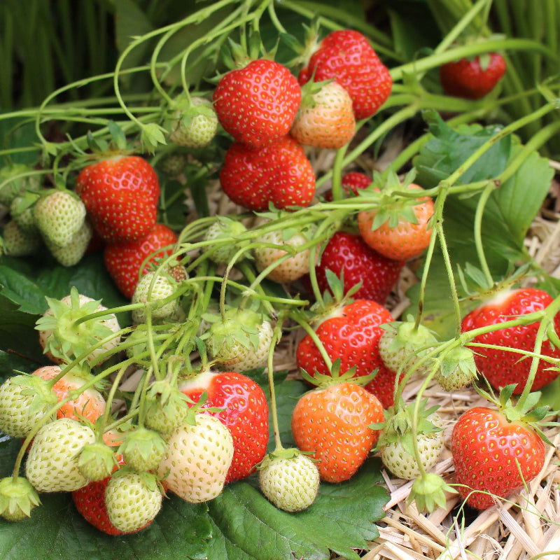 Jewel Strawberry Seeds - Heirloom Fruit Plant for Home Gardens
