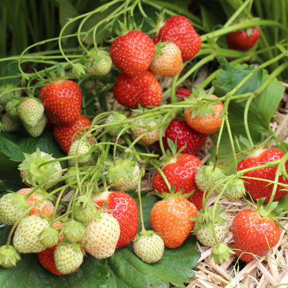 Jewel Strawberry Seeds - Heirloom Fruit Plant for Home Gardens