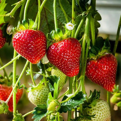Jewel Strawberry Seeds - Heirloom Fruit Plant for Home Gardens
