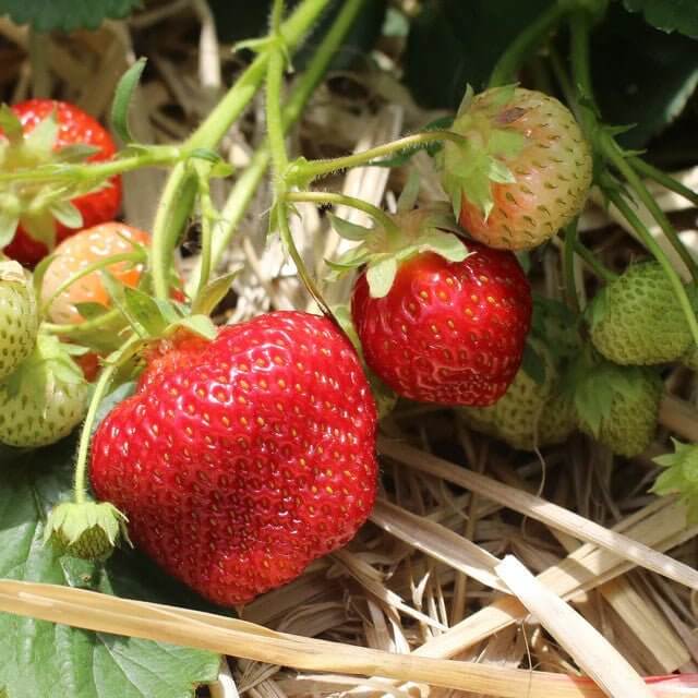 Jewel Strawberry Seeds - Heirloom Fruit Plant for Home Gardens