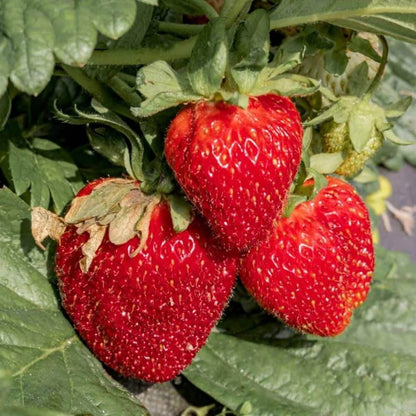Jewel Strawberry Seeds - Heirloom Fruit Plant for Home Gardens