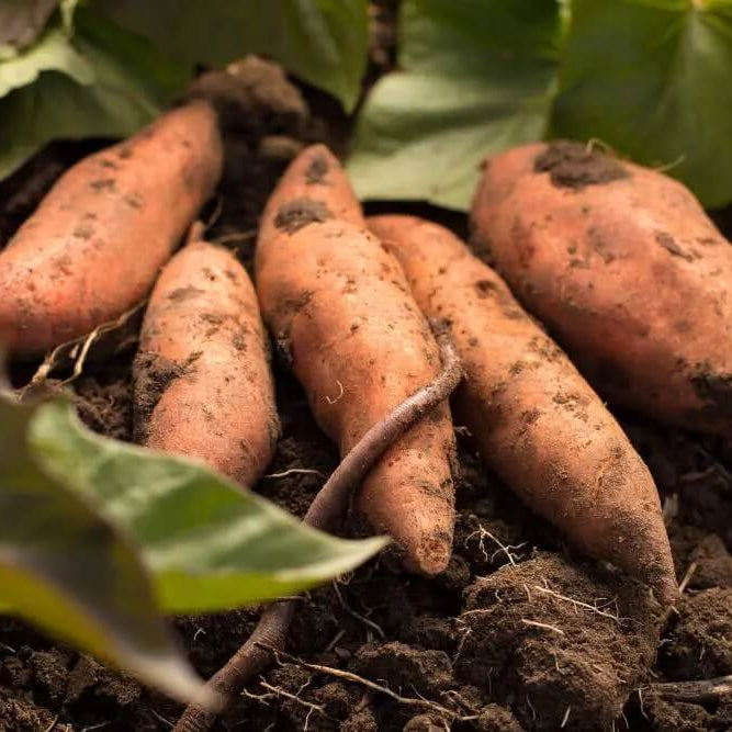 Jewel Sweet Potato Seeds