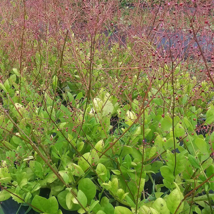 Jewels of Opar Seeds - Heirloom Vegetable Plant for Home Gardens