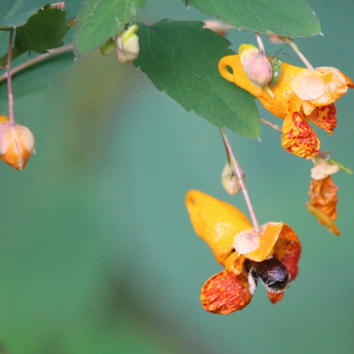 Jewelweed Seeds - Flower Plant for Home Gardens