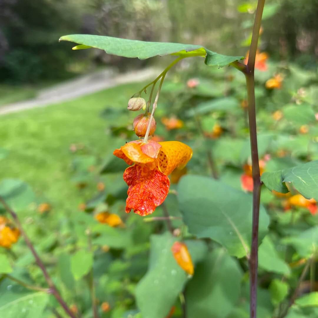 Jewelweed Seeds - Flower Plant for Home Gardens
