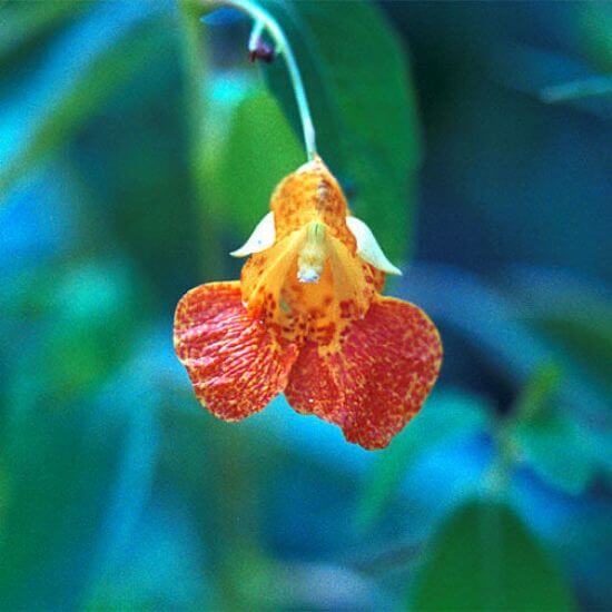 Jewelweed Seeds - Flower Plant for Home Gardens