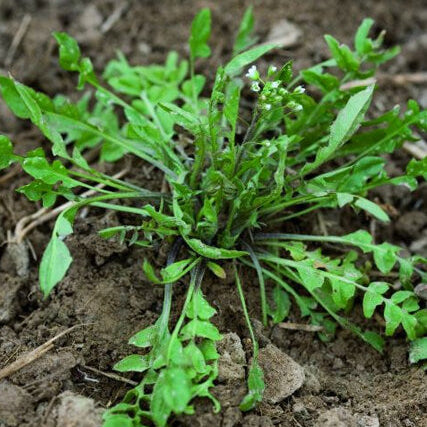Ji Cai Shepherdâ€™s Purse Seeds 