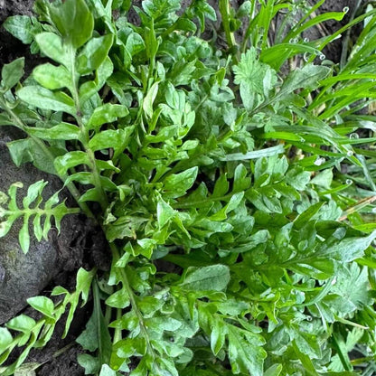 Ji Cai Shepherdâ€™s Purse Seeds 