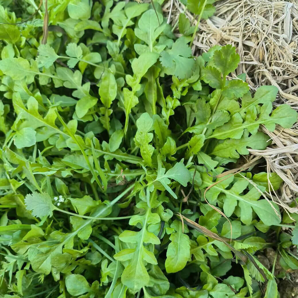 Ji Cai Shepherdâ€™s Purse Seeds 
