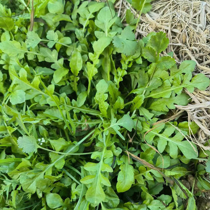 Ji Cai Shepherdâ€™s Purse Seeds 