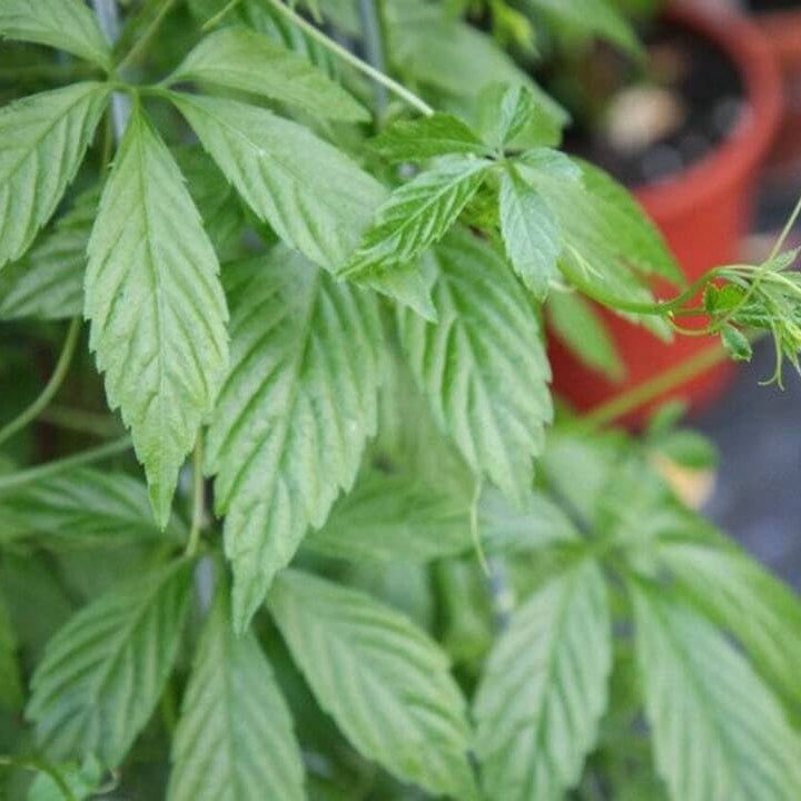 Jiaogulan Seeds - Herbal Plant
