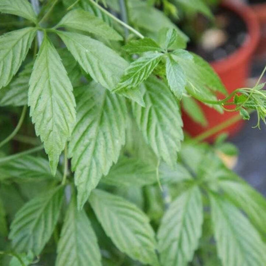 Jiaogulan Seeds - Herbal Plant
