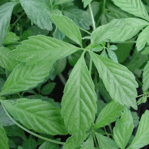 Jiaogulan Seeds - Herbal Plant
