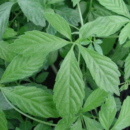 Jiaogulan Seeds - Herbal Plant