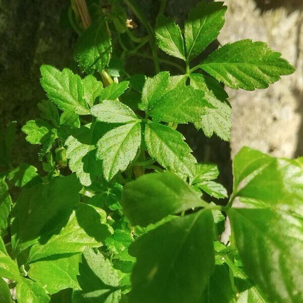 Jiaogulan Seeds - Herbal Plant