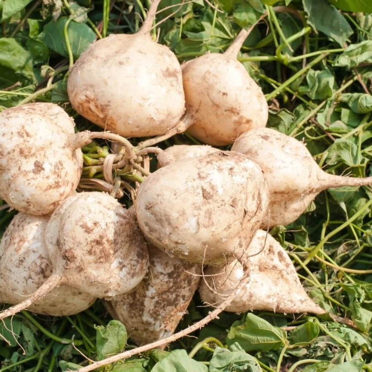 Jicama Seeds