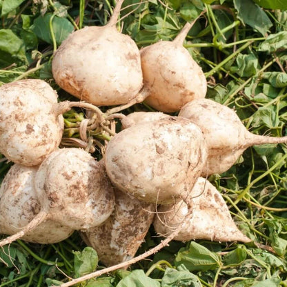 Jicama Seeds