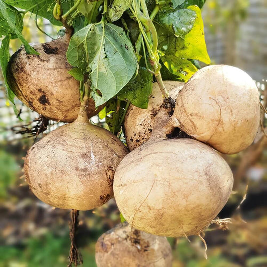 Jicama Seeds
