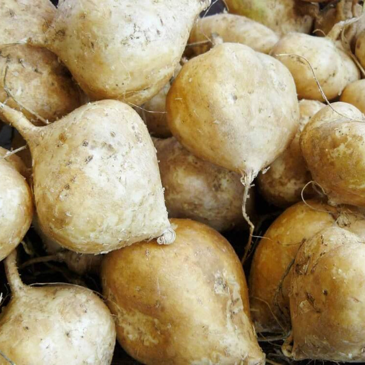 Jicama Seeds