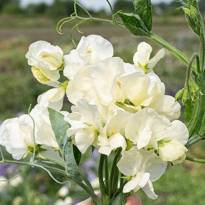 Jilly Sweet Pea Seeds - Heirloom Flower Plant for Home Gardens