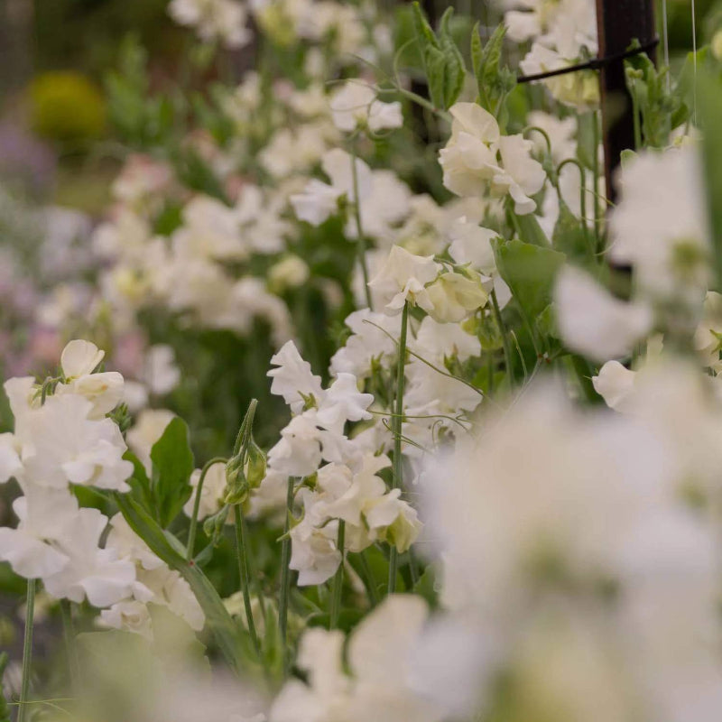Jilly Sweet Pea Seeds - Heirloom Flower Plant for Home Gardens