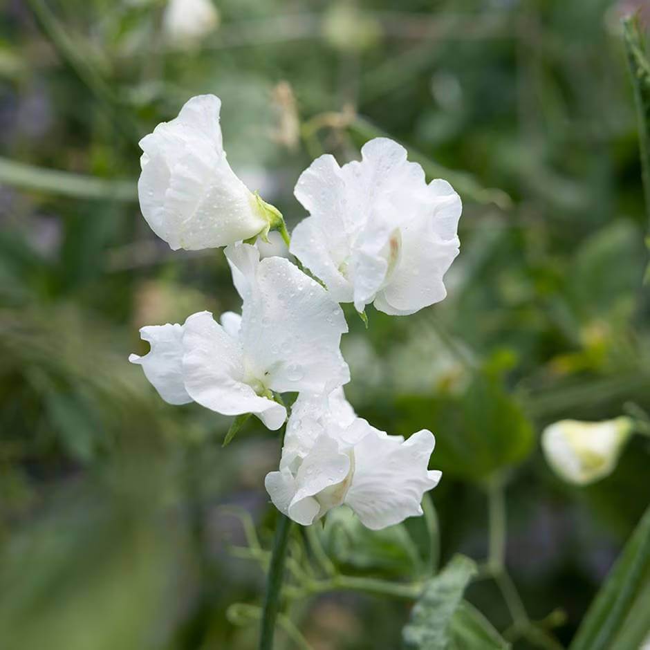Jilly Sweet Pea Seeds - Heirloom Flower Plant for Home Gardens