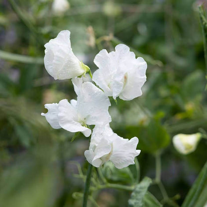 Jilly Sweet Pea Seeds - Heirloom Flower Plant for Home Gardens