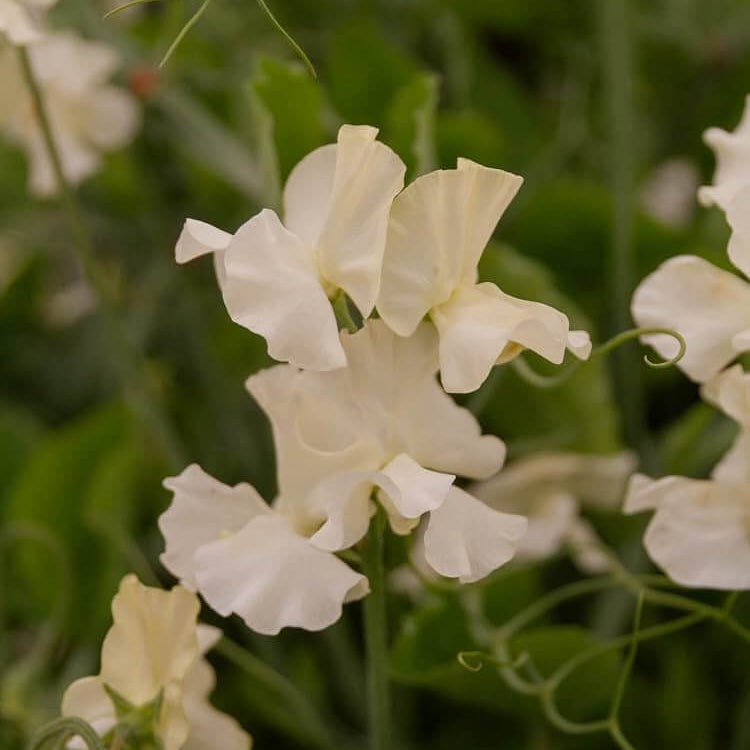 Jilly Sweet Pea Seeds - Heirloom Flower Plant for Home Gardens