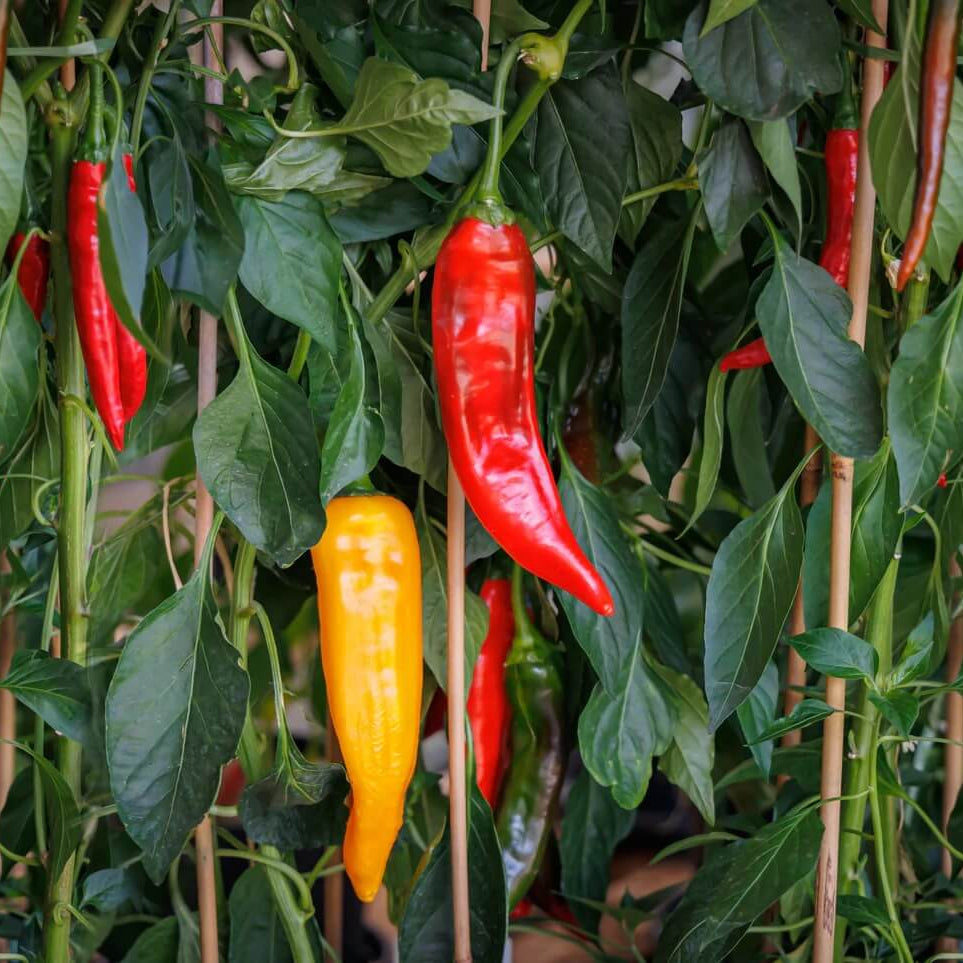 Jimmy Nardello Pepper Seeds - Vegetable Plant