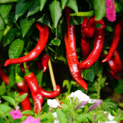 Jimmy Nardello Pepper Seeds - Vegetable Plant