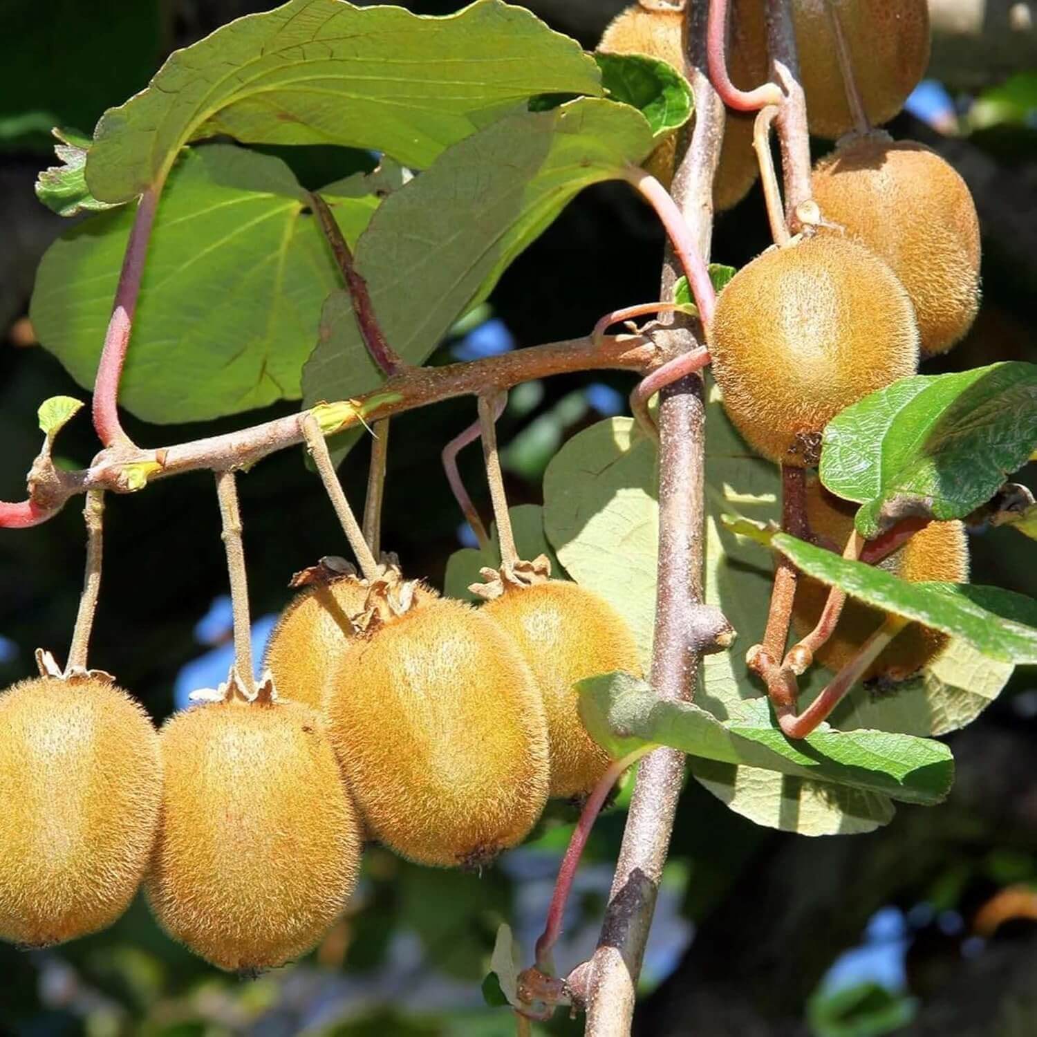 Jin Tao Kiwi Seeds