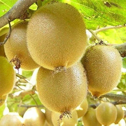Jin Tao Kiwi Seeds