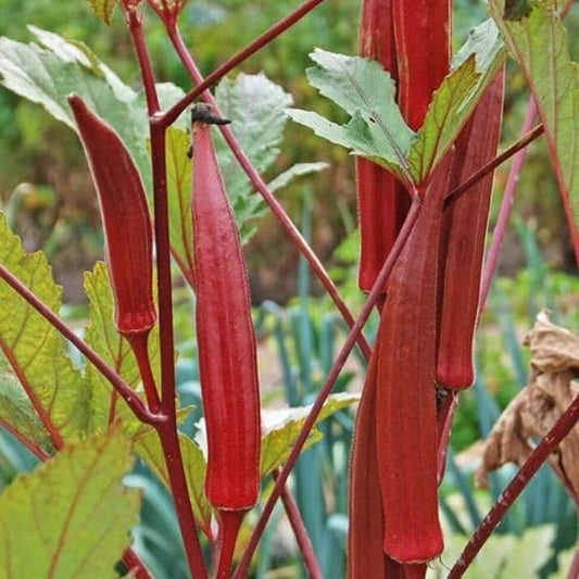 Jing Orange Okra Seeds - Heirloom Vegetable Plant for Home Gardens