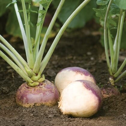 Joan Rutabaga Seeds
