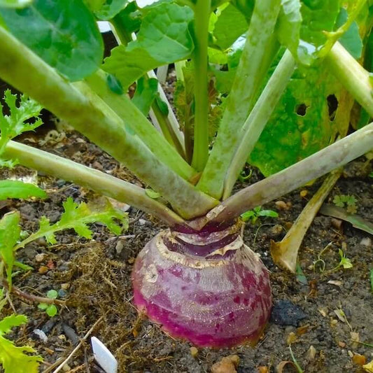 Joan Rutabaga Seeds