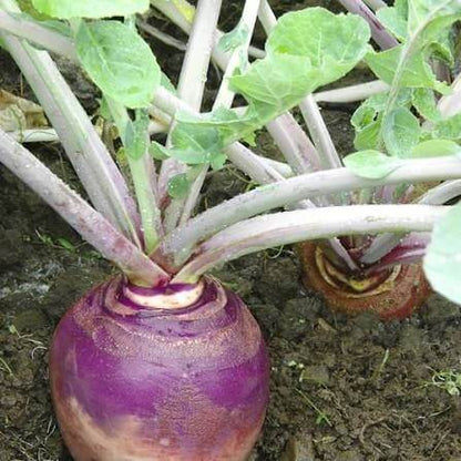 Joan Rutabaga Seeds