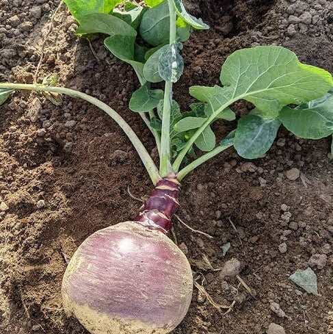 Joan Rutabaga Seeds