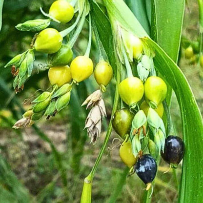 Job's Tears Seeds - Ornamental Grass Seeds for Home Gardens