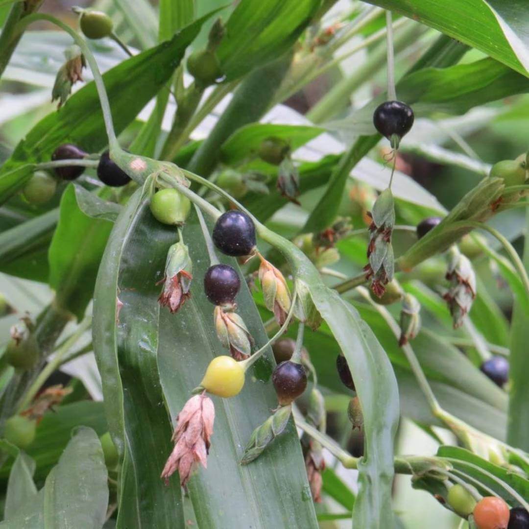 Job's Tears Seeds - Ornamental Grass Seeds for Home Gardens