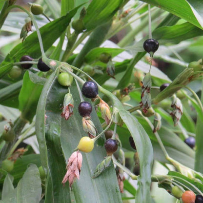 Job's Tears Seeds - Ornamental Grass Seeds for Home Gardens