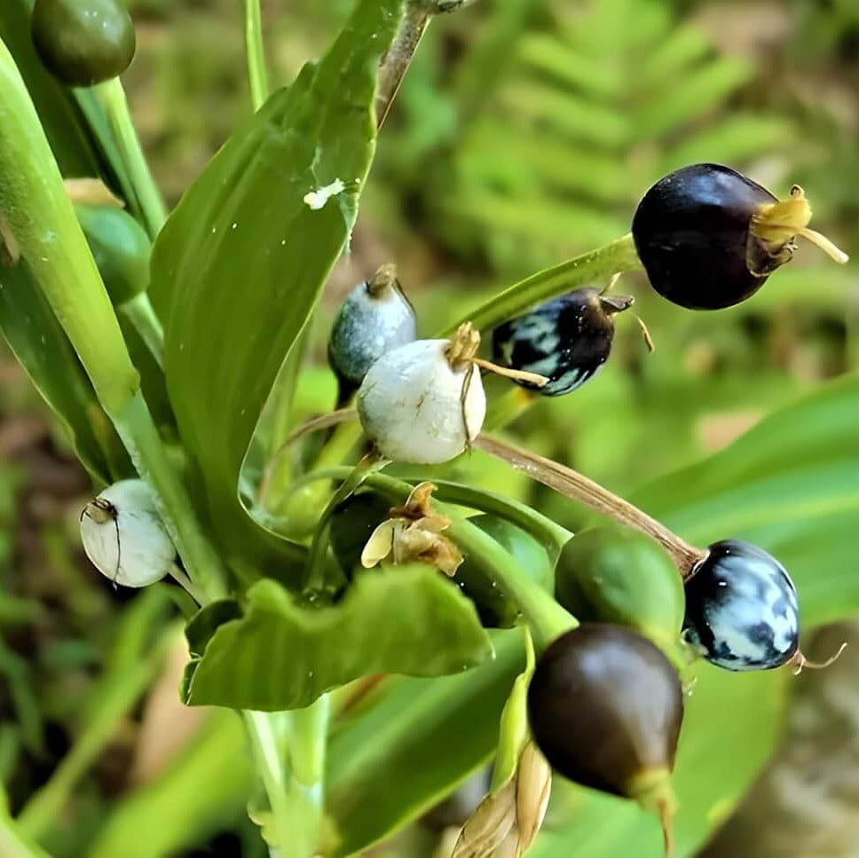 Job's Tears Seeds - Ornamental Grass Seeds for Home Gardens