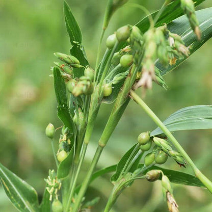 Job's Tears Seeds - Ornamental Grass Seeds for Home Gardens