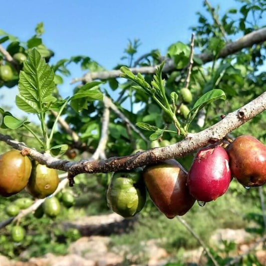 Jocote Seeds