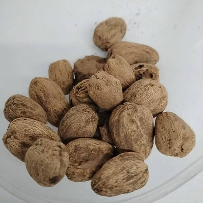 Jocote Seeds