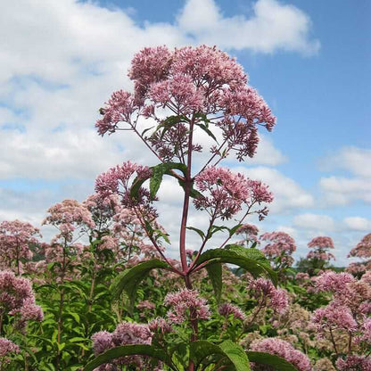 Joe Pye Weed Seeds - Flower Plant